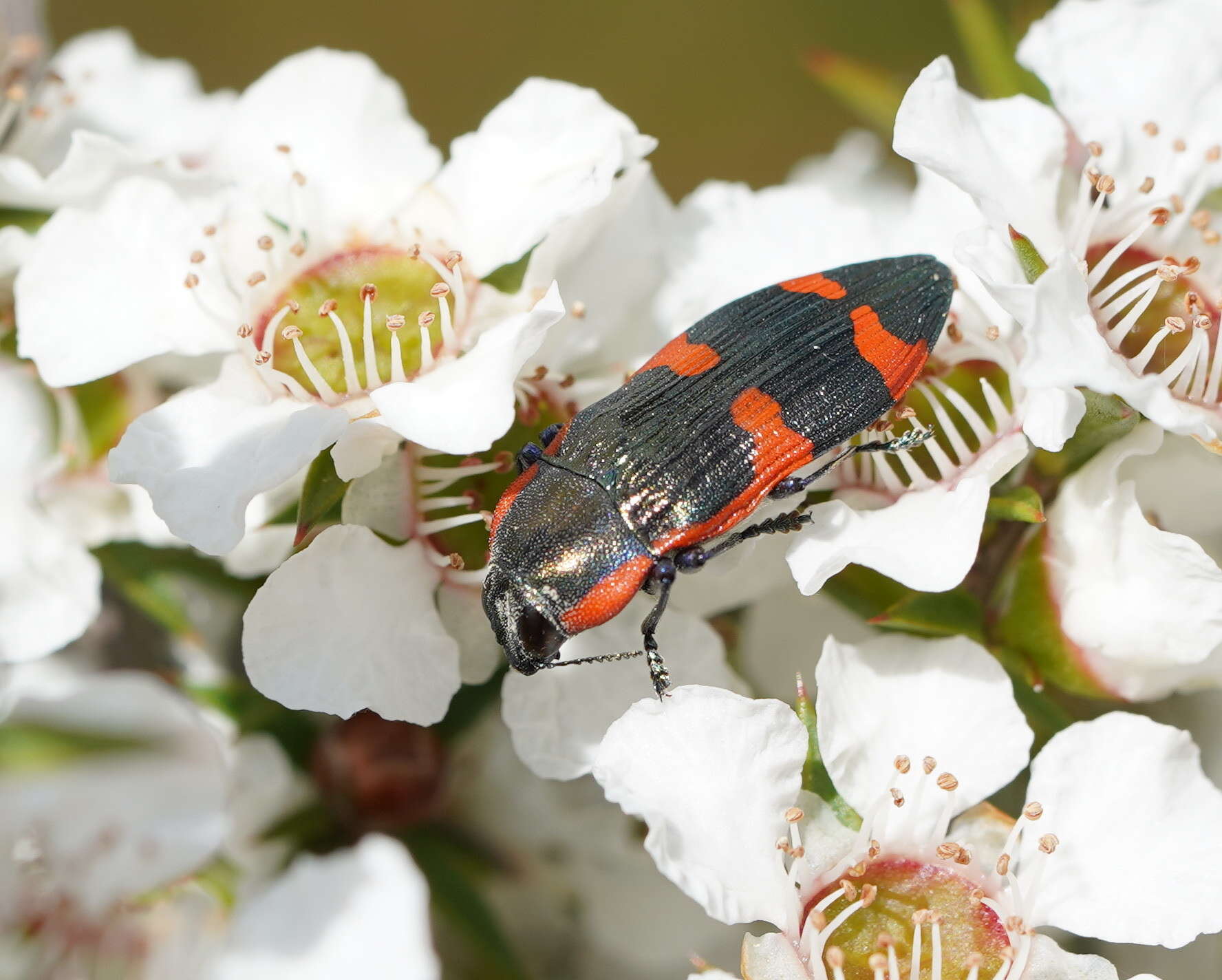 Image of Castiarina grata (Saunders 1869)