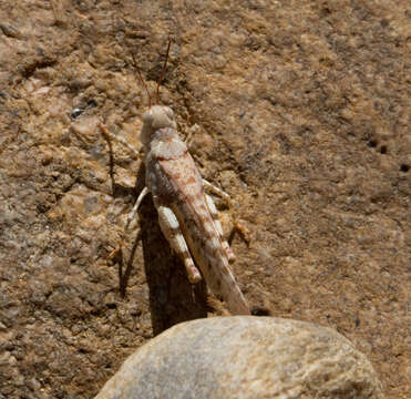 Image de Sphingonotus (Sphingonotus) erythropterus Sjöstedt 1920