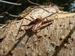 Image of Neoclytus cacicus (Chevrolat 1860)