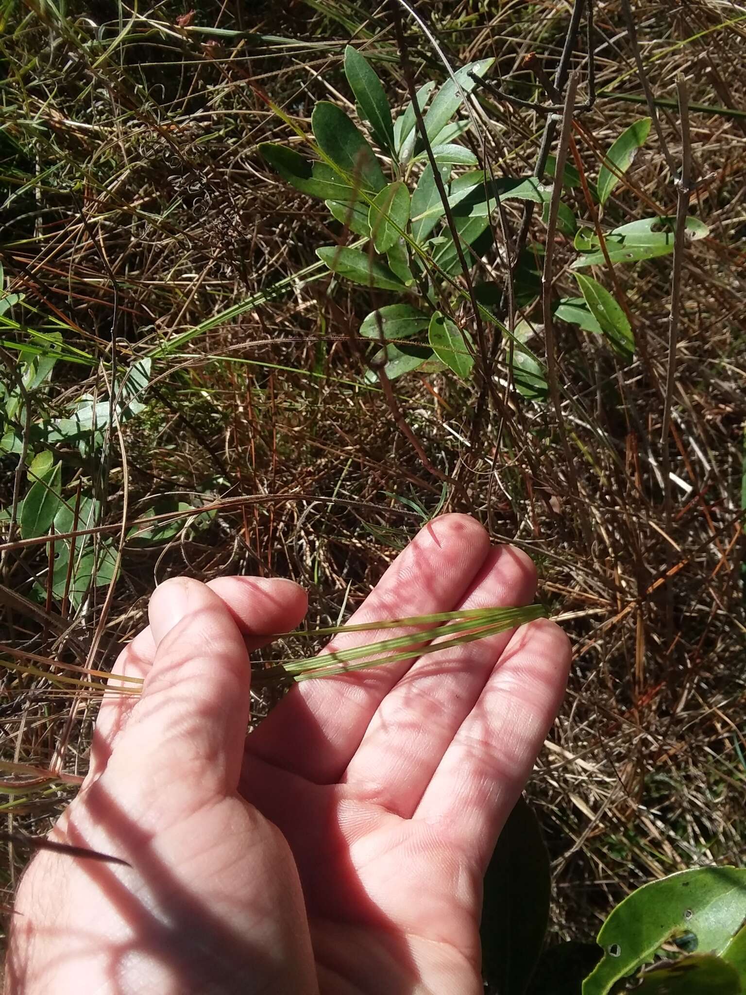 Imagem de Aristida virgata Trin.