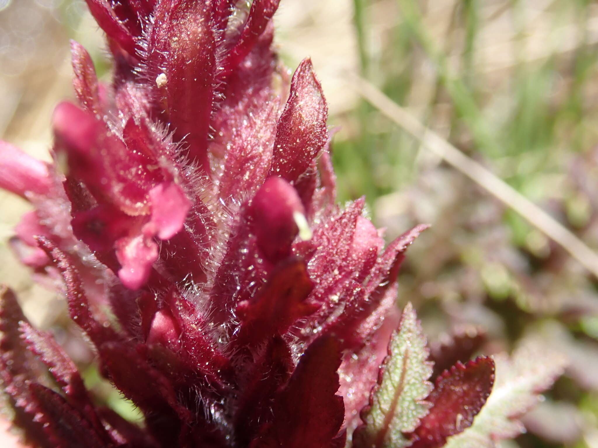 Imagem de Pedicularis olympica Boiss.