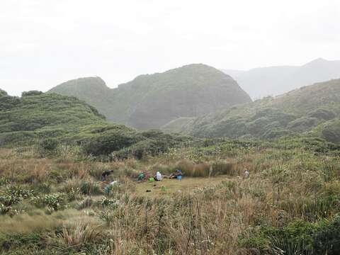 صورة Plantago australis Lam.