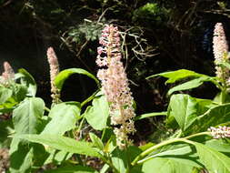 Image of Phytolacca japonica Makino