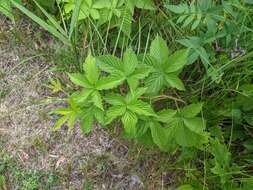 Image of Wisconsin blackberry