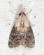 Image of Double-humped Pococera Moth