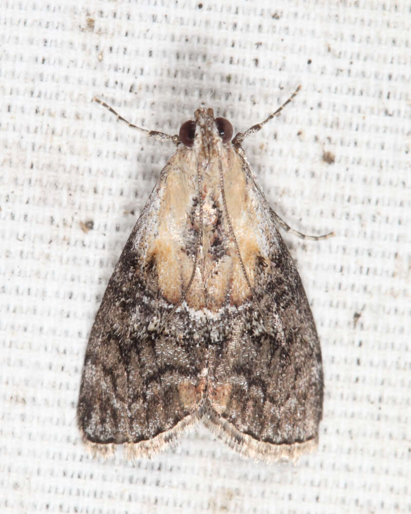 Image of Double-humped Pococera Moth