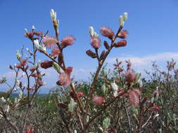 Image de Salix krylovii E. Wolf