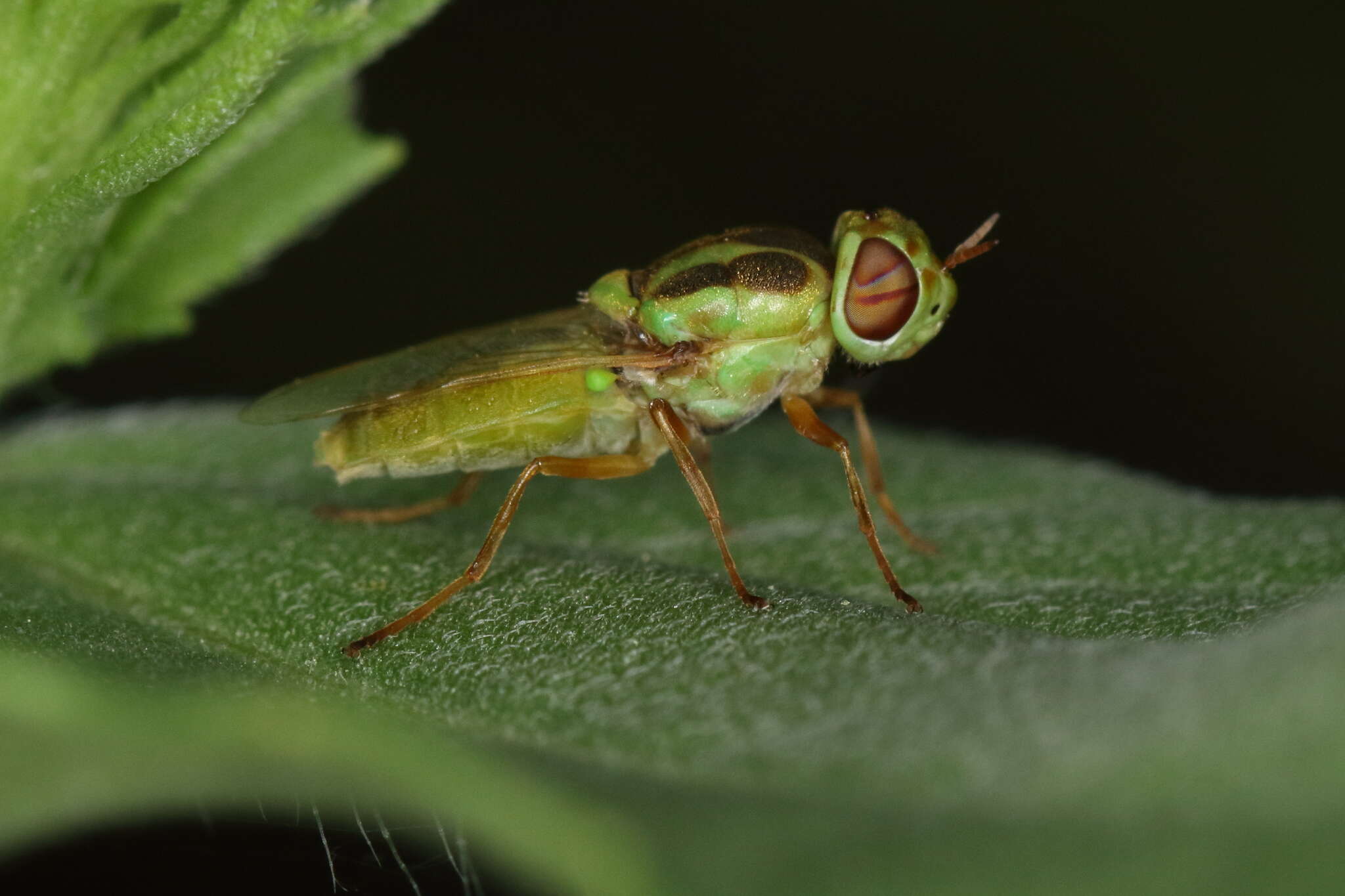 Sivun Hedriodiscus trivittatus (Say 1829) kuva