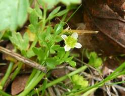 Image of Macoun's meadowfoam