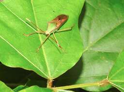 Plancia ëd Homoeocerus (Anacanthocoris) striicornis Scott 1874