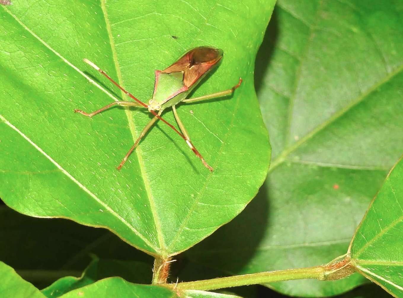 Plancia ëd Homoeocerus (Anacanthocoris) striicornis Scott 1874