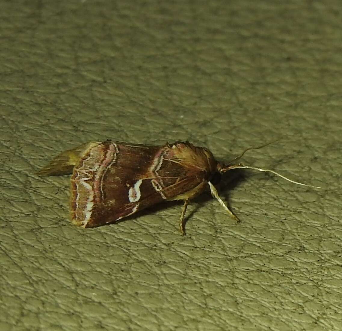 Image of Callopistria ferruginea Hampson 1908