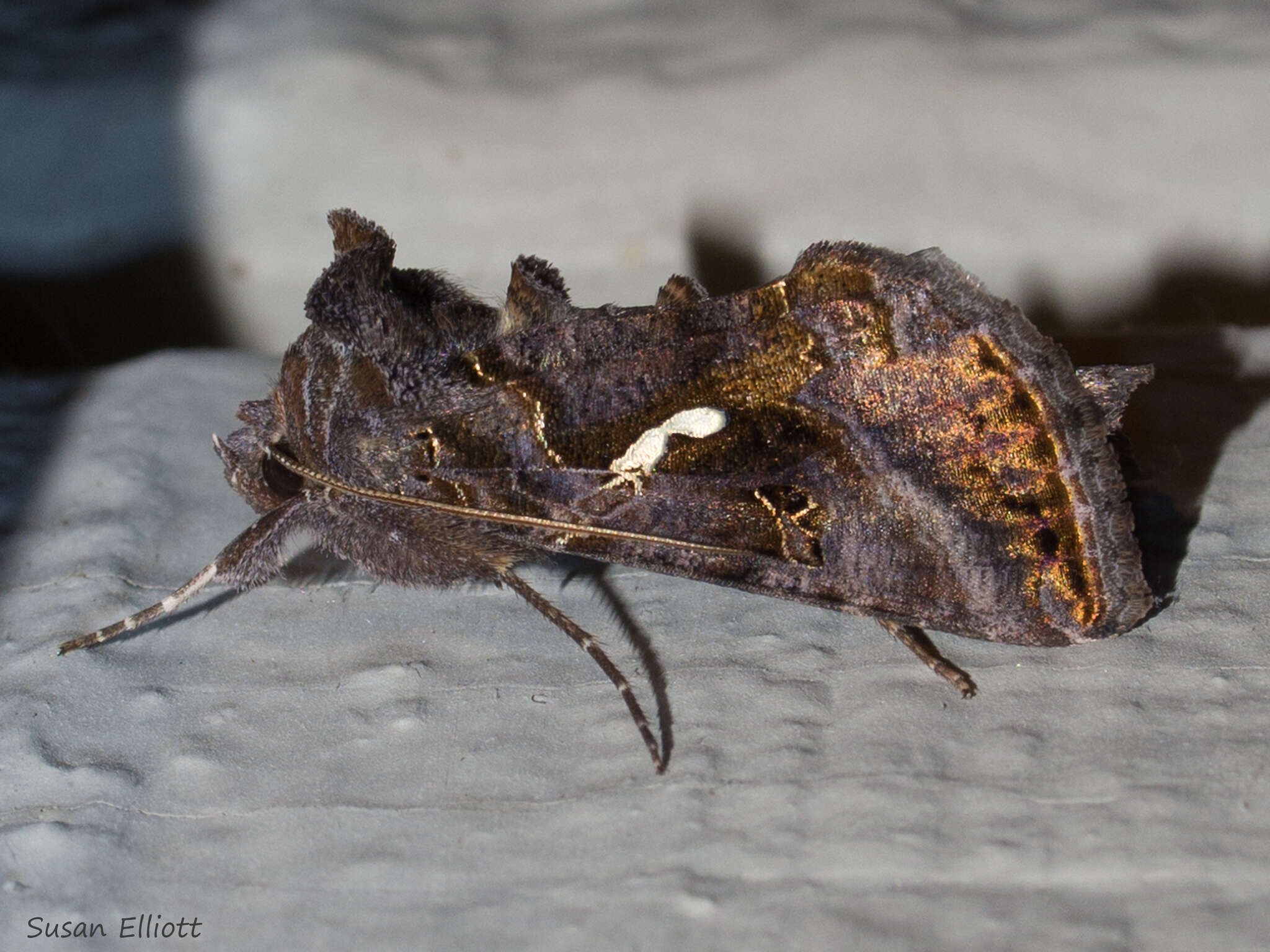 Image de Autographa precationis Guenée 1852