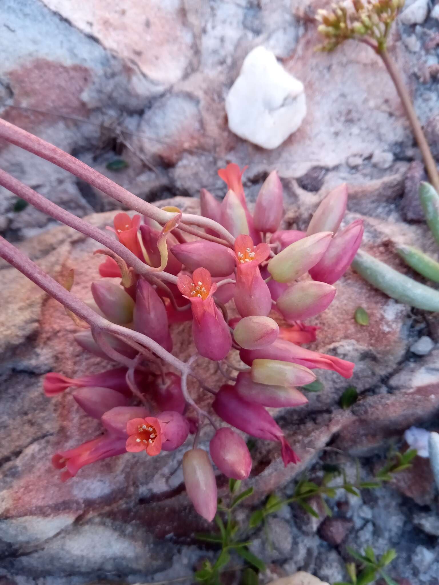 Image of Kalanchoe waldheimii