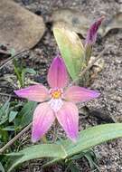 Image of Caladenia spectabilis Hopper & A. P. Br.