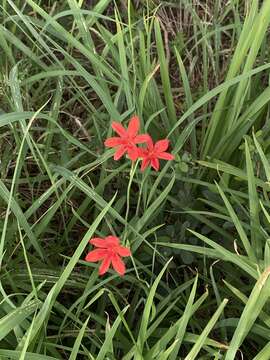 Image of Freesia grandiflora subsp. grandiflora