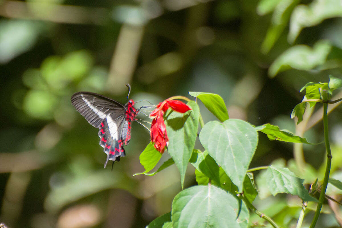 صورة Parides bunichus (Hübner 1821)