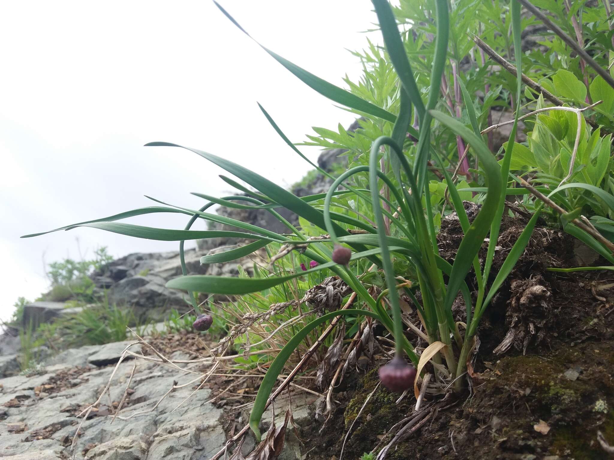 Image of Allium strictum Schrad.