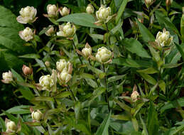 Image of Labrador Indian paintbrush