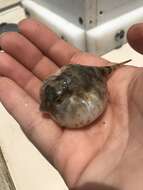 Image of Least Puffer