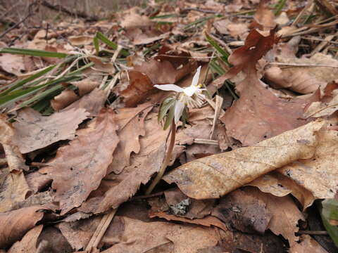 Plancia ëd Eranthis stellata Maxim.