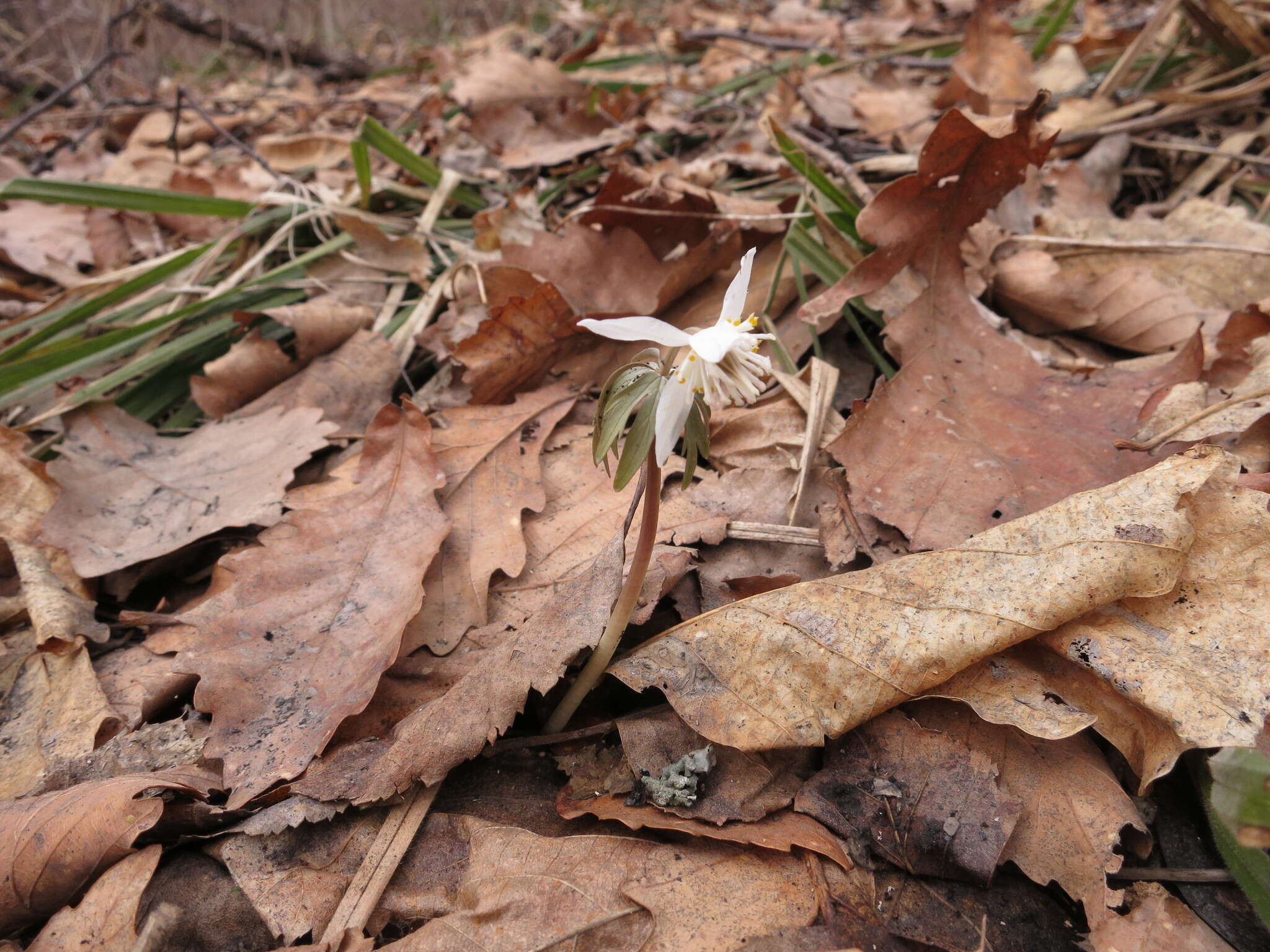 Image of Eranthis stellata Maxim.