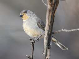 Pachycephala rufogularis Gould 1841 resmi