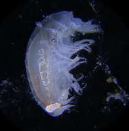 Opisidae Lowry & Stoddart 1995的圖片