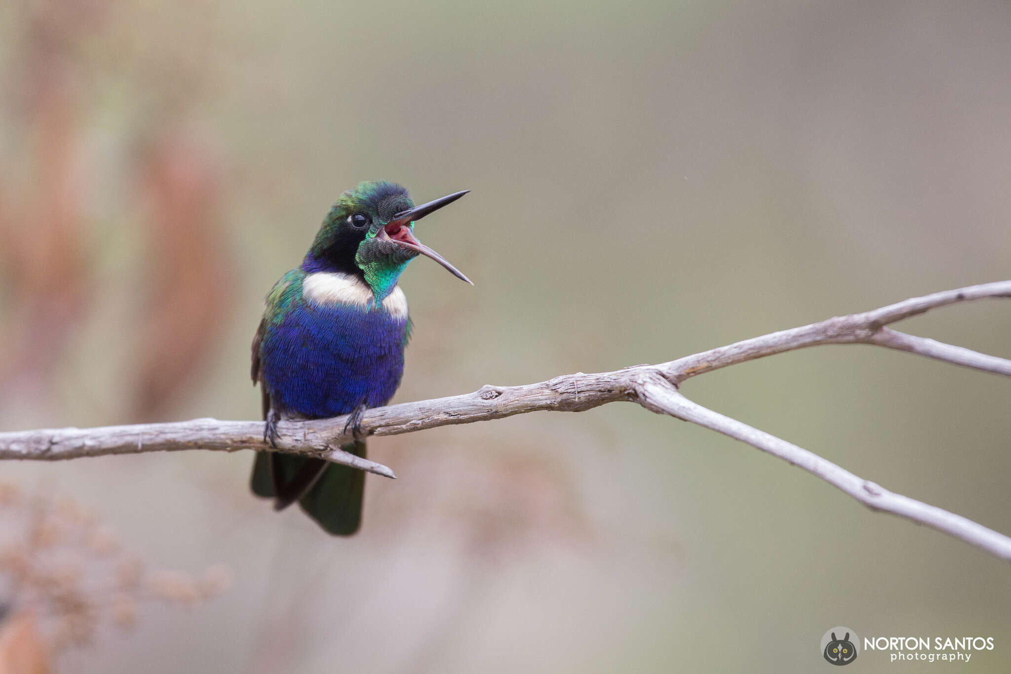 Image of Hyacinth Visorbearer