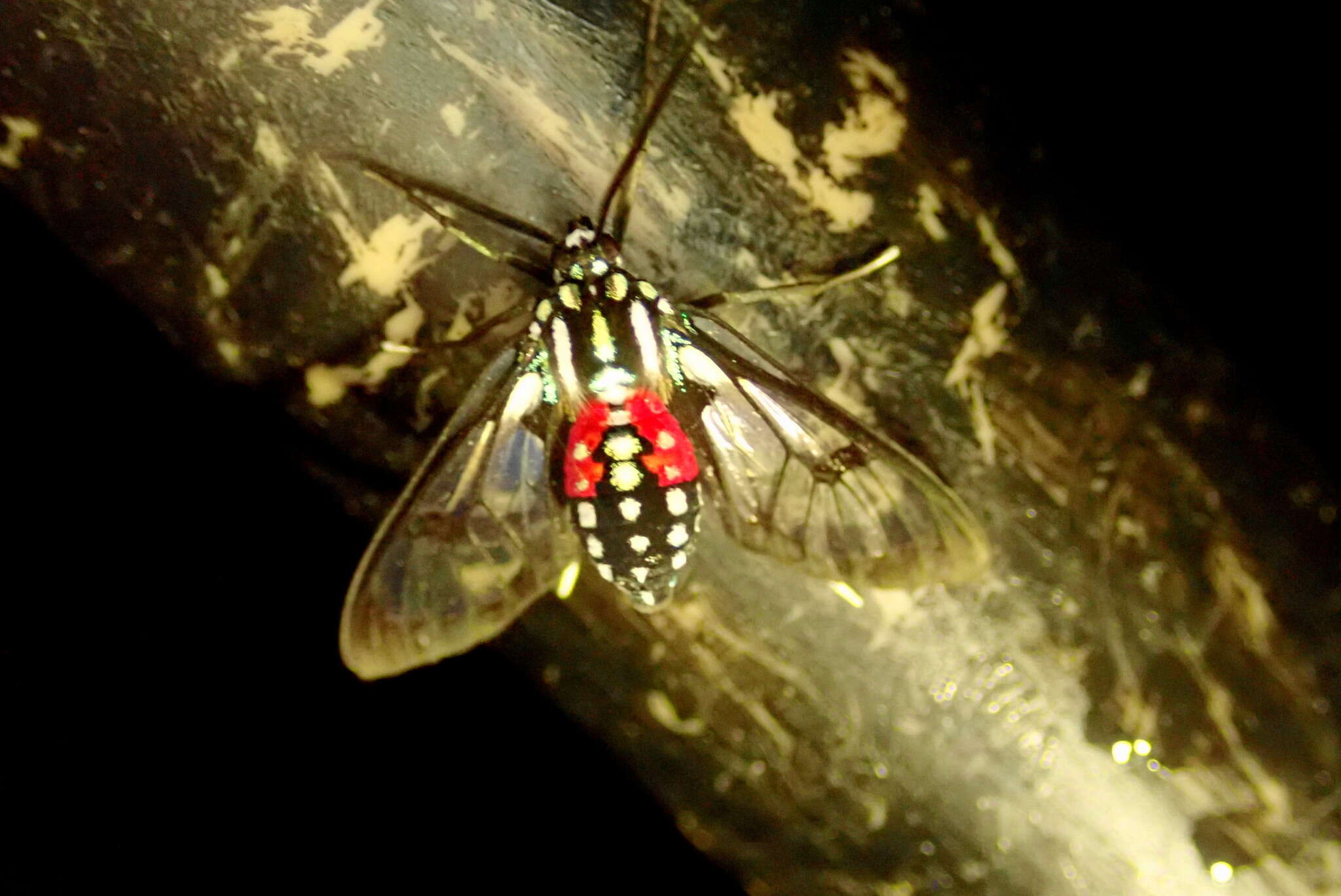 Image de Poecilosoma eone Hübner 1827