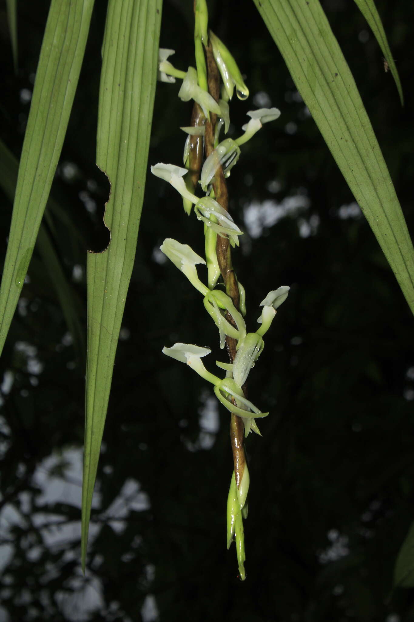 Image of Epidendrum hymenodes Lindl.