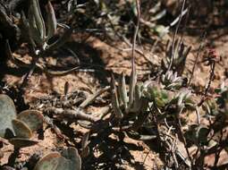 Image of Brittle Adromischus