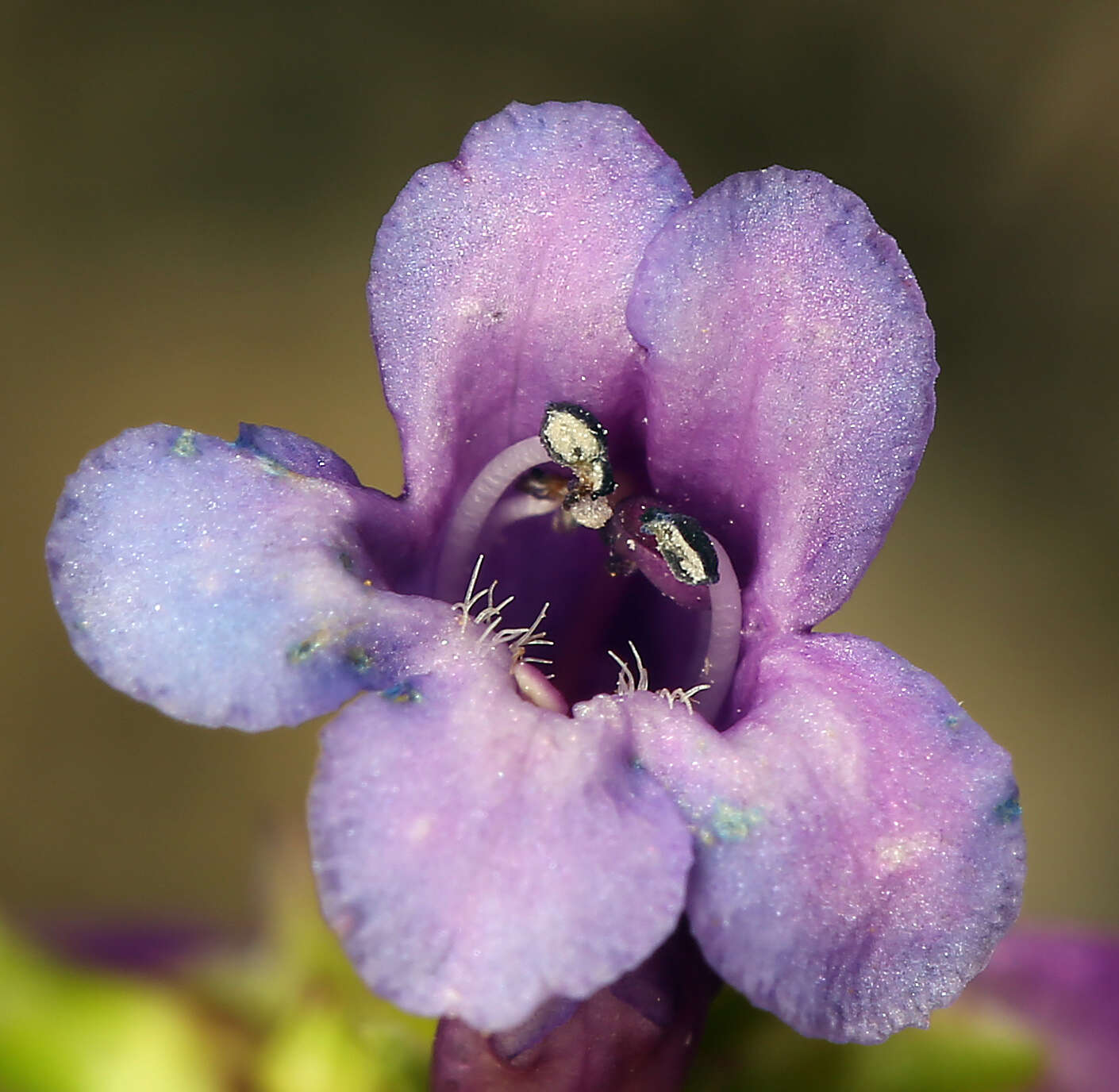 Image of pincushion beardtongue