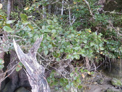 Image of Nothofagus truncata (Colenso) Cockayne