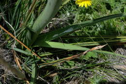 Image of Kniphofia stricta Codd