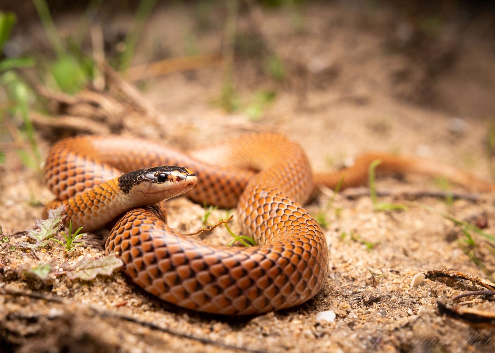 Image of Black-headed Snake