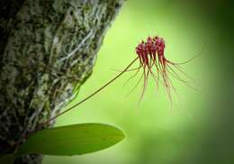 Image of Wispy umbrella orchid