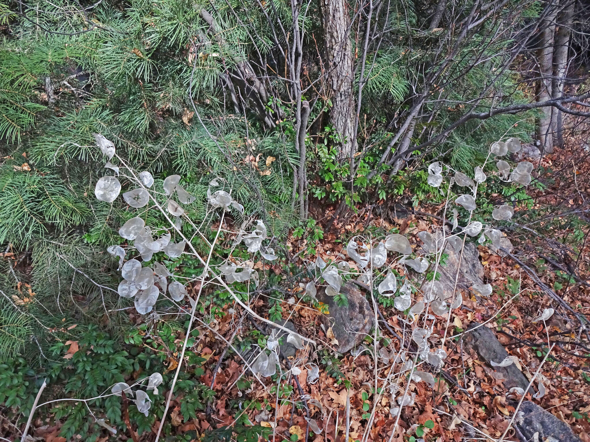 Image of Lunaria annua subsp. annua