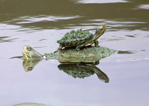 Image of Cat Island Freshwater Turtle