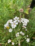 Слика од Gypsophila elegans M. Bieb.