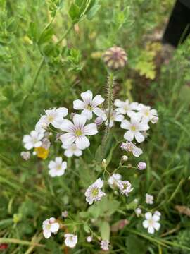 Слика од Gypsophila elegans M. Bieb.