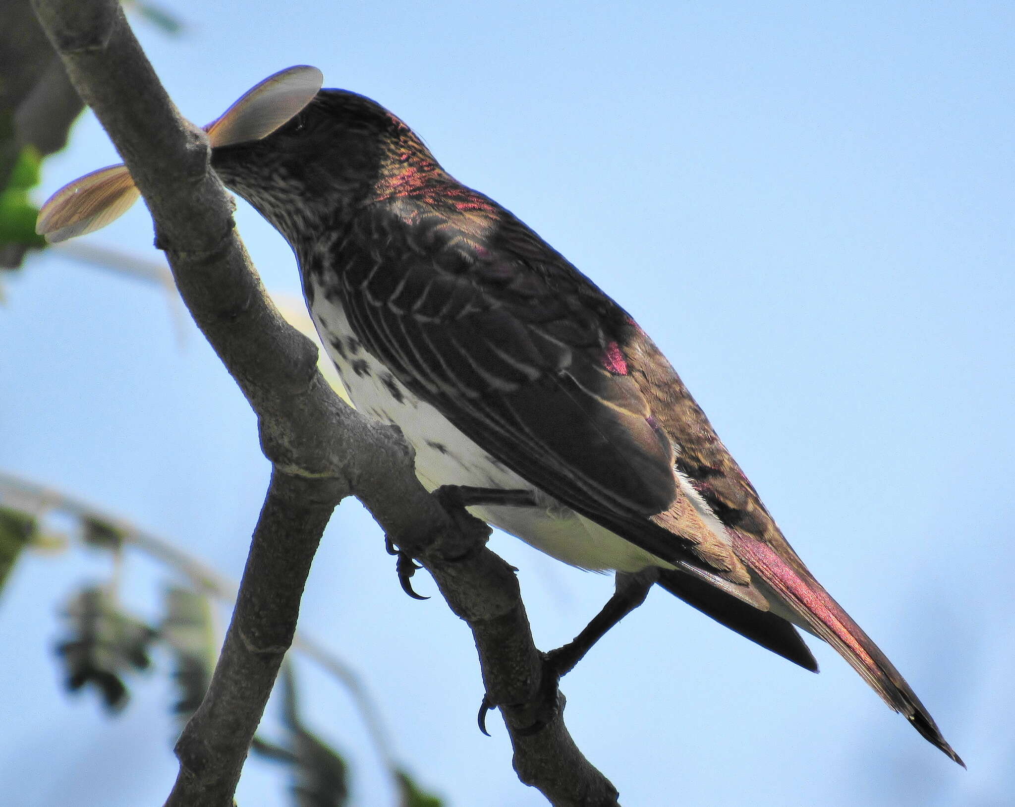 Cinnyricinclus leucogaster verreauxi (Finsch & Hartlaub 1870)的圖片