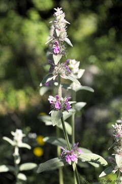 Imagem de Stachys cretica subsp. salviifolia (Ten.) Rech. fil.