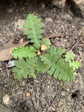 Image of Asplenium phillipsianum (Kümmerle) Bir