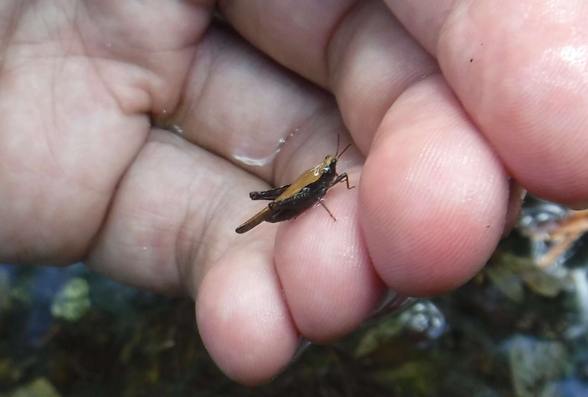 Image of Awl-shaped Pygmy Grasshopper