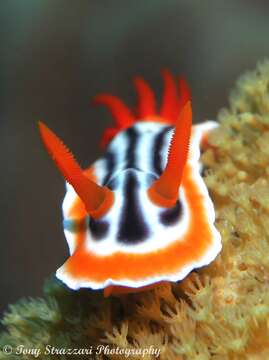 Image de Chromodoris magnifica (Quoy & Gaimard 1832)