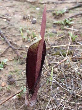 Image of Biarum tenuifolium subsp. arundanum (Boiss. & Reut.) Nyman