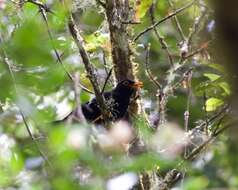 Image of Glossy-black Thrush