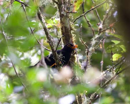 Imagem de Turdus serranus Tschudi 1844