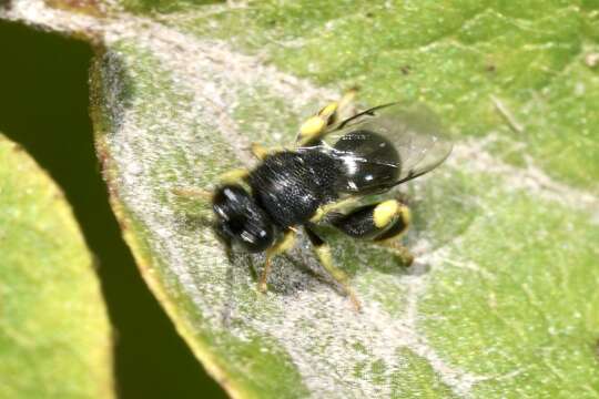 Image de Brachymeria minuta (Linnaeus 1767)